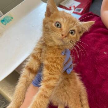 Tenderheart Bear -  Domestic Short Hair Cat for Adoption in Charlottesville, Virginia - Tenderheart Bear | PetCurious