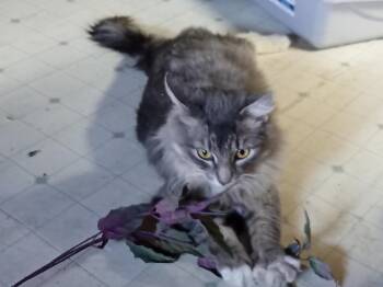 Domestic Medium Hair and Tuxedo Cats Available for Adoption in Southbury, Connecticut - Sweetie | PetCurious