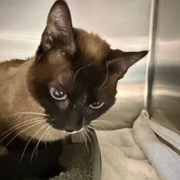 Siamese Cats Available for Adoption in Tampa, Florida - Oreo | PetCurious