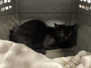 A1935217 -  Domestic Short Hair Cat for Adoption in Thousand Palms, California - A1935217 | PetCurious