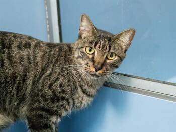 PERRY -  Domestic Short Hair Cat for Adoption in Martinez, California - PERRY | PetCurious
