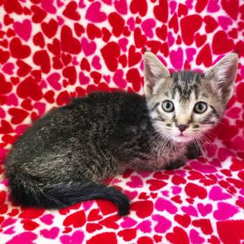 Mako -  Domestic Short Hair Cat for Adoption in Mt. Juliet, Tennessee - Mako | PetCurious