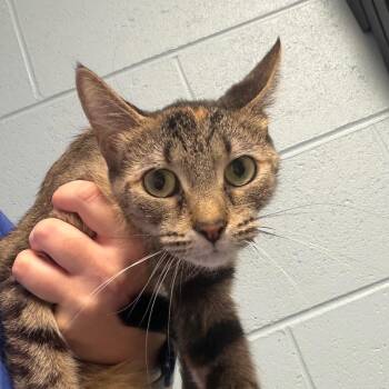 Billie -  Domestic Short Hair Cat for Adoption in Dekalb, Illinois - Billie | PetCurious