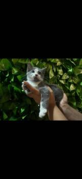 Domestic Short Hair Cats Available for Adoption - Cayenne | PetCurious