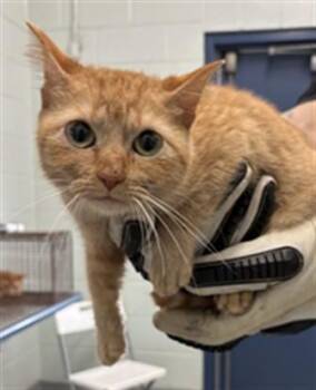INARIZUSHI -  Domestic Medium Hair Cat for Adoption in Corpus Christi, Texas - INARIZUSHI | PetCurious