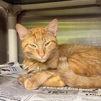 Domestic Short Hair Cats Available for Adoption in Pauls Valley, Oklahoma - Ridge | PetCurious