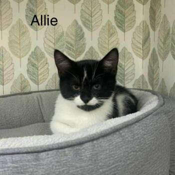 Domestic Short Hair Cats Available for Adoption - Baby Allie | PetCurious