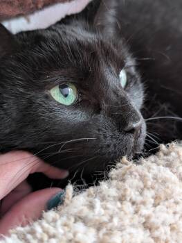 Domestic Short Hair Cats Available for Adoption - Raven (cat Café)  | PetCurious