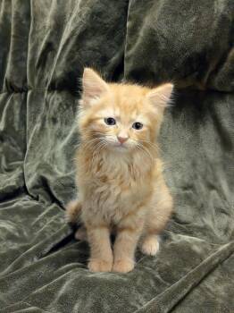 Domestic Long Hair Cats Available for Adoption in Madison, Georgia - Paprika | PetCurious