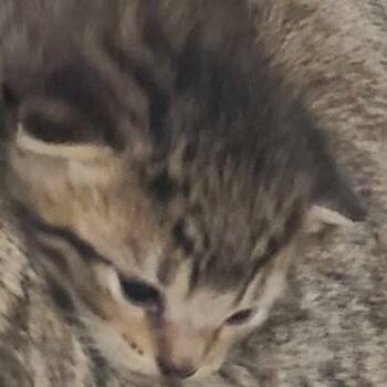 Rescue Domestic Short Hair Cats for Adoption in Hemet, California - Julian | PetCurious