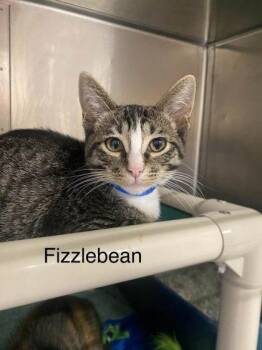 Floofy Fizzlebean -  Domestic Short Hair Cat for Adoption in Hobart, Indiana - Floofy Fizzlebean | PetCurious