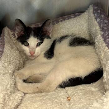 Oliver -  Domestic Short Hair Cat for Adoption in Chehalis, Washington - Oliver | PetCurious