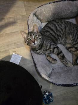 Scamp -  Domestic Short Hair Cat for Adoption in Vancouver, Washington - Scamp | PetCurious