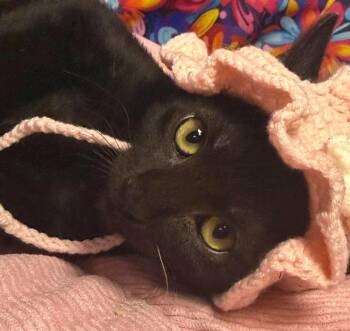 Shadie -  Domestic Short Hair Cat for Adoption in Ocean Springs, Mississippi - Shadie | PetCurious