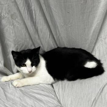 Blossom -  Domestic Short Hair Cat for Adoption in Raleigh, North Carolina - Blossom | PetCurious
