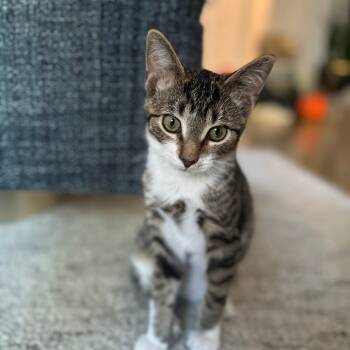Rescue Domestic Short Hair Cats for Adoption in Chicago, Illinois - Astro (bonded With Cowboy) | PetCurious