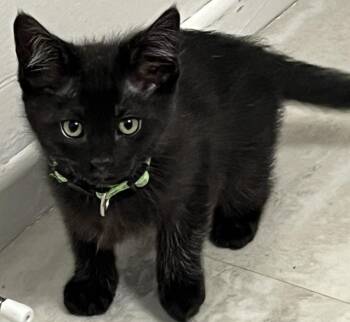 Abyssinian Cats Available for Adoption - Cash | PetCurious