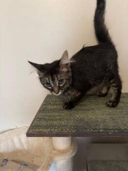 Athens -  Domestic Medium Hair Cat for Adoption in Camp Hill, Pennsylvania - Athens | PetCurious