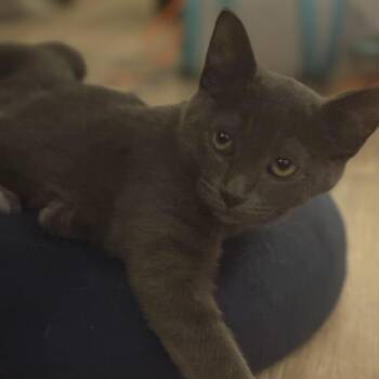 Surf -  Russian Blue Cat for Adoption in Bentonville, Arkansas - Surf | PetCurious