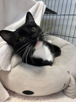Rescue Domestic Short Hair Cats for Adoption in Cumming, Georgia - Disney 839-25 | PetCurious