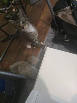 Woodley (downey) -  Tabby Cat for Adoption - Woodley (downey) | PetCurious