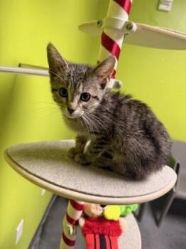 Sakura (PetSmart S Claiborne) -  Domestic Short Hair Cat for Adoption in New Orleans, Louisiana - Sakura (PetSmart S Claiborne) | PetCurious