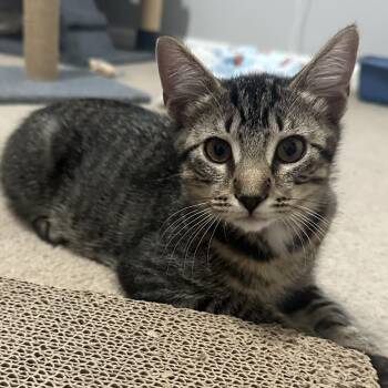 Edward and Jacob (bonded pair) -  Domestic Short Hair and Tabby Cat for Adoption in Germansville, Pennsylvania - Edward And Jacob (bonded Pair) | PetCurious