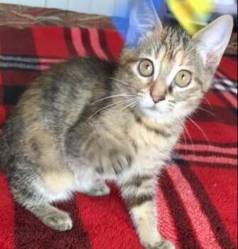 Domestic Short Hair Cats Available for Adoption in Liverpool, Texas - Jaida | PetCurious