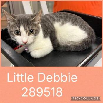 LITTLE DEBBIE -  Domestic Short Hair Cat for Adoption in Macon, Georgia - LITTLE DEBBIE | PetCurious