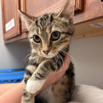 Tempurred Glass -  Domestic Short Hair Cat for Adoption in Davenport, Iowa - Tempurred Glass | PetCurious