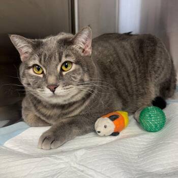 Domestic Short Hair Cats Available for Adoption - Soprano | PetCurious