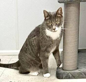 Domestic Short Hair Cats Available for Adoption in Chester, New Jersey - Gracie | PetCurious