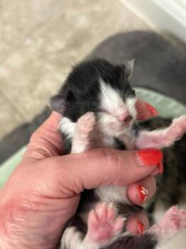 Domestic Long Hair and Domestic Short Hair Cats Available for Adoption in Fort Worth, Texas - Canel | PetCurious