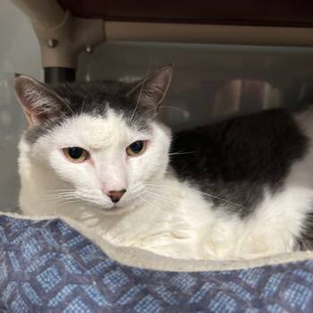 Rescue Domestic Short Hair Cats for Adoption in Fairmont, West Virginia - Tuttle | PetCurious