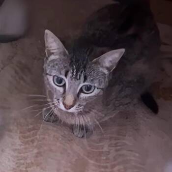 Domestic Short Hair Cats Available for Adoption in Boerne, Texas - Chinese Takeout | PetCurious