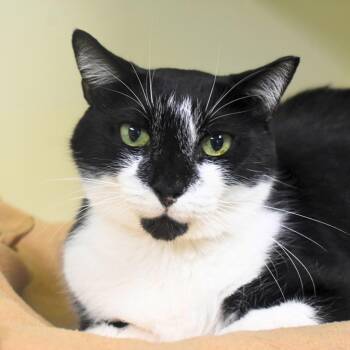 Domestic Short Hair Cats Available for Adoption in St. Petersburg, Florida - KiKi | PetCurious