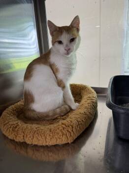 Houdini -  Domestic Short Hair Cat for Adoption in Austin, Minnesota - Houdini | PetCurious