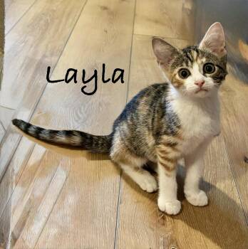 Layla -  Domestic Short Hair Cat for Adoption in Pawleys Island, South Carolina - Layla | PetCurious