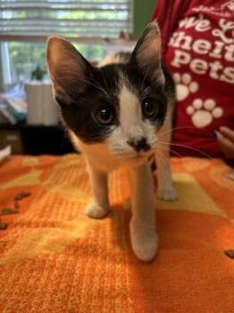 Rollie -  Domestic Short Hair Cat for Adoption in Kansas City, Missouri - Rollie | PetCurious
