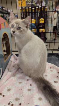Scooby -  Siamese Cat for Adoption in Farmland, Indiana - Scooby | PetCurious