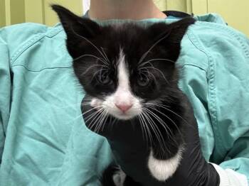 Domestic Short Hair Cats Available for Adoption in Pueblo, Colorado - COSMIC BROWNIE | PetCurious
