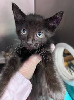 Silence Dogood -  Domestic Short Hair Cat for Adoption in Cincinnati, Ohio - Silence Dogood | PetCurious
