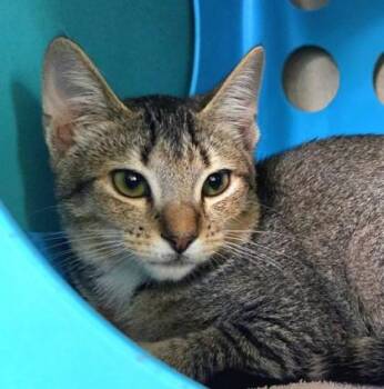 Baller -  Domestic Short Hair Cat for Adoption in Honolulu, Hawaii - Baller | PetCurious