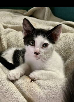 Rescue Domestic Short Hair Cats for Adoption in Walled Lake, Michigan - Baby Bug | PetCurious