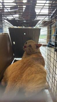 Thomas Cat 11 -  Domestic Short Hair Cat for Adoption in New Braunfels, Texas - Thomas Cat 11 | PetCurious