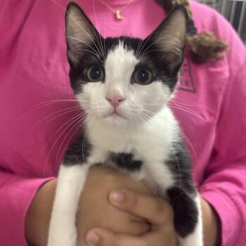 Magnifico 29832 -  Domestic Short Hair Cat for Adoption in Middleburg, Florida - Magnifico 29832 | PetCurious