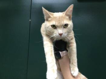 Domestic Short Hair Cats Available for Adoption - CHESTER | PetCurious