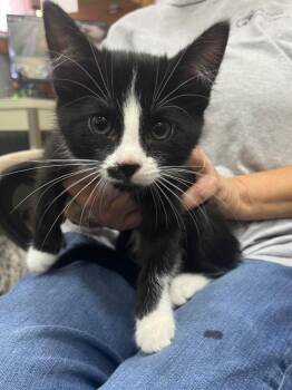 Joey -  Domestic Medium Hair Cat for Adoption in Kell, Illinois - Joey | PetCurious