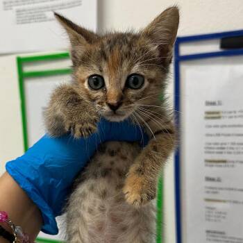 Orange Blossom -  Domestic Short Hair Cat for Adoption in Edinburg, Texas - Orange Blossom | PetCurious