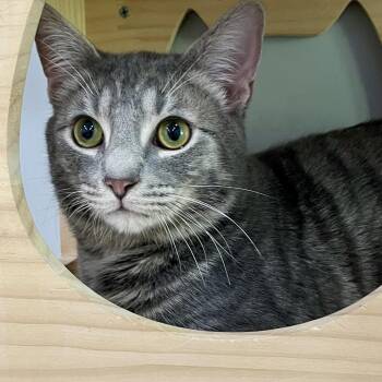 Domestic Medium Hair Cats Available for Adoption in Fairmont, West Virginia - Merle | PetCurious